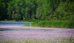 Bladderwort Photo: Tricia Saenger