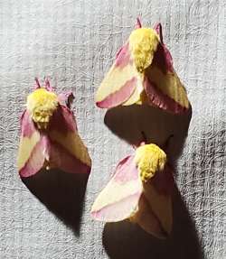 Rosy maple moth Photo: Susan Lichty