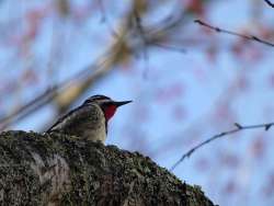 Sapsucker Photo: Lee Emmons