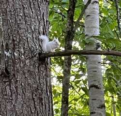 White red squirrel Photo: Marygrace Barber