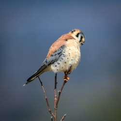 American kestrel Photo: Sandy Dannis