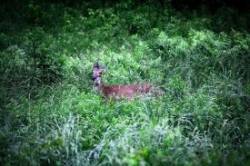 Deer Photo: Tim Larsen
