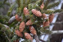 Balsam fir Photo: Lonnie Jandreau