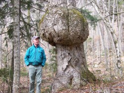 Birch burl Photo: Don Wharton