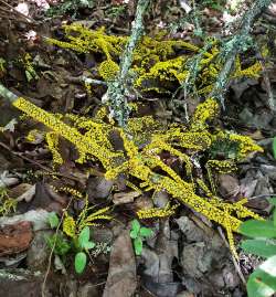 Slime mold Photo: Tom Wentworth