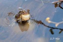 Toad Photo: Eric D'Aleo