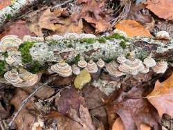 Turkeytail mushrooms Photo: Karen Stocker