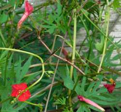 Walking Stick Photo: Bonnie Honaberger