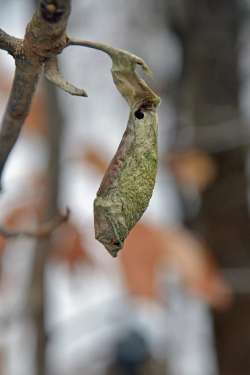 Woodland cocoon Photo: Judy Sweet