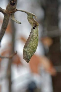 Woodland cocoon Photo: Judy Sweet