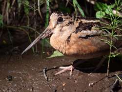 American woodcock Photo: Susan Elliott