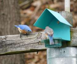 Bluebird family Photo: Bonnie Honaberger