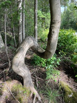 Crazy tree Photo: Brian Kerwin