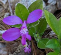 Fringed Polygala Photo: Marcy Stanton