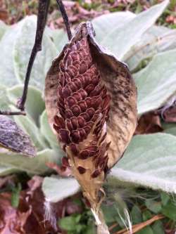 Milkweed seeds Photo: Pam Landry