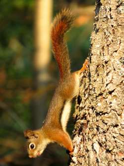 Red squirrel Photo: Chantal Caron