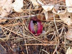 Skunk cabbage Photo: Nate Rosebrooks