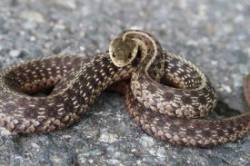 Snake Photo: Prudence Wholey