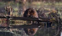 Beaver Photo: Jackie Robidoux