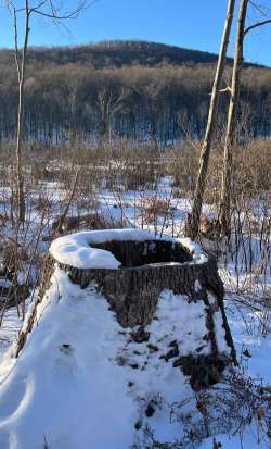 Hollow stump Photo: Terryanne Maenza-Gmelch