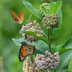 Pollinator activity Photo: Sandy Dannis