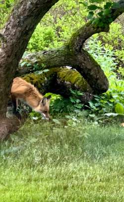 Jumping red fox Photo: David Nallett