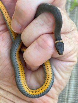 Ringneck snake Photo: Jill DeVito