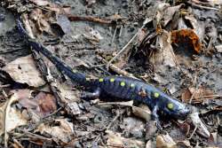 Spotted salamander Photo: Judy Sweet