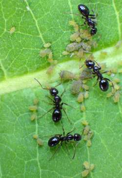 Ants and aphids Photo: Frank Kaczmarek