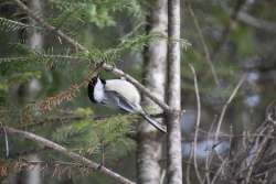 Chickadee Photo: Lonnie Jandreau