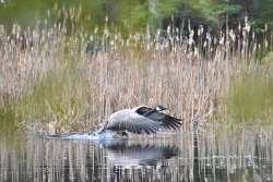 Goose Photo: David Gottshall