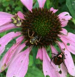 Insects on flowers Photo: Jen Weimer