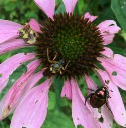 Insects on flowers Photo: Jen Weimer