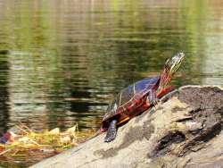 Painted turtle Photo: Richard Philben