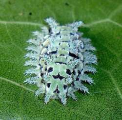 Slug caterpillar Photo: Frank Kaczmarek