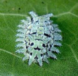 Slug caterpillar Photo: Frank Kaczmarek