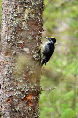 Woodpecker Photo: John Predom