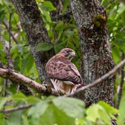 Broad winged hawk Photo: Sandy Dannis