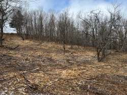 Forestry mulch Photo: Thomas Wansleben