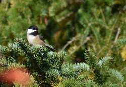 Bird tree Photo: Lonnie Jandreau