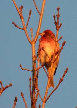 Purple finch Photo: Karinne Heise