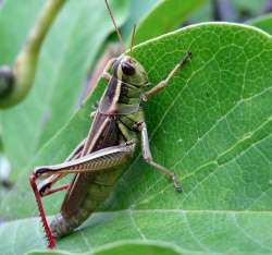 Grasshopper Photo: Chantal Caron