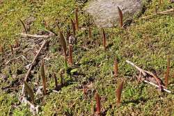 Trout lily Photo: Deb Clough