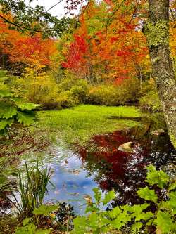 Autumn pond Photo: Larry Stolte