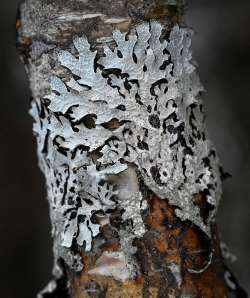 Lichen on branch Photo: Sandy Dannis