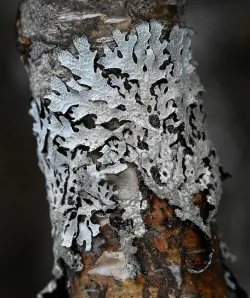 Lichen on branch Photo: Sandy Dannis