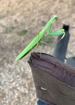 Praying mantis Photo: Prudence Wholey