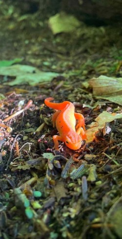 Red eft Photo: Michael Gow
