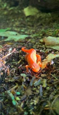 Red eft Photo: Michael Gow