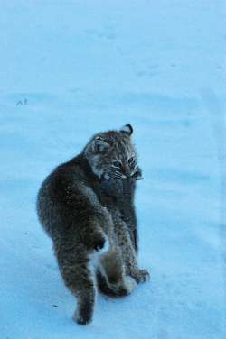 Bobcat Photo: Barry Wicklow